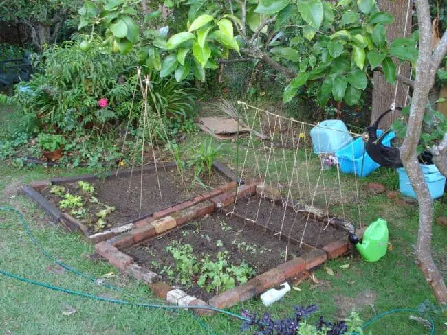 Homemade Pea Trellis