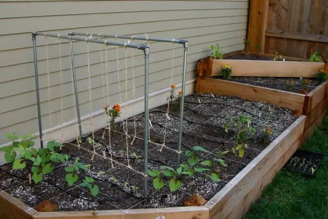 Homemade Pea Trellis