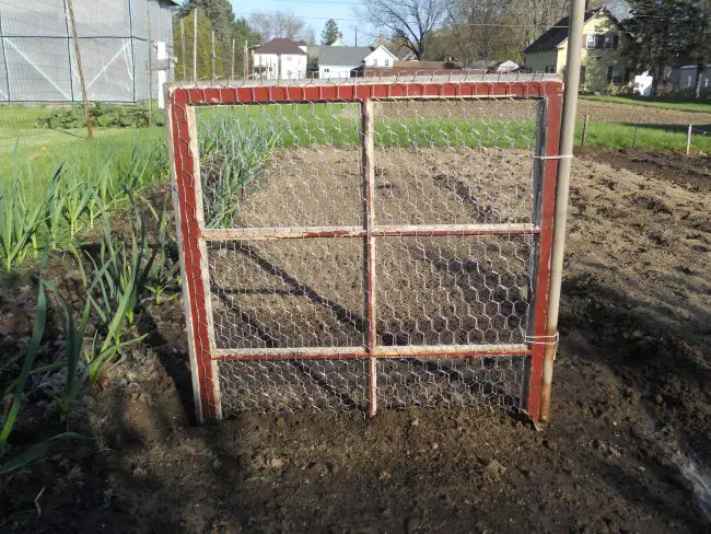 How to make a Trellis for Peas