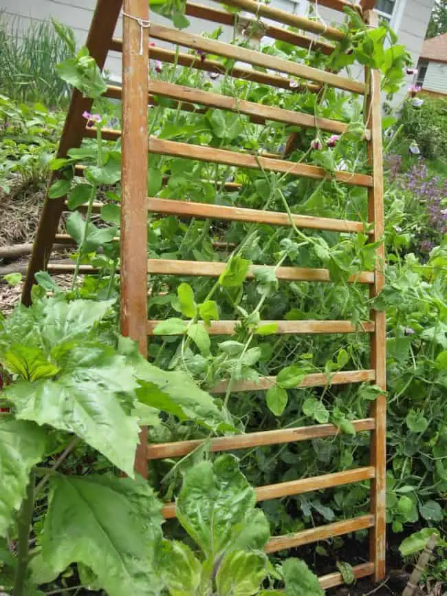 How to make a Trellis for Peas