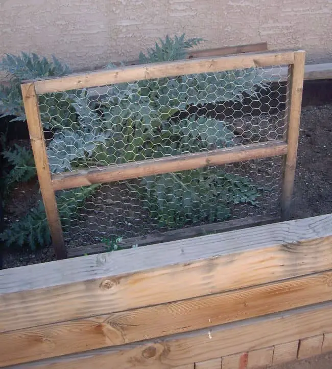 Pea Trellis Ideas