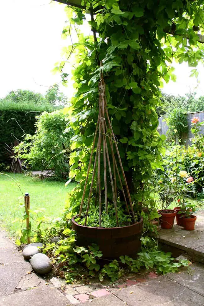 Homemade Pea Trellis