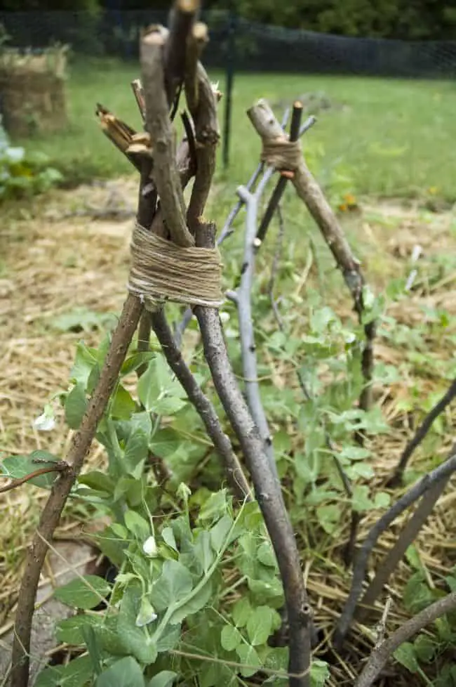  How to make a Trellis for Peas