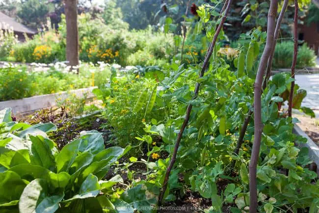 Homemade Trellis for Peas