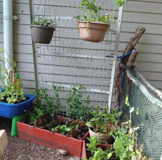 Homemade Trellis for Peas