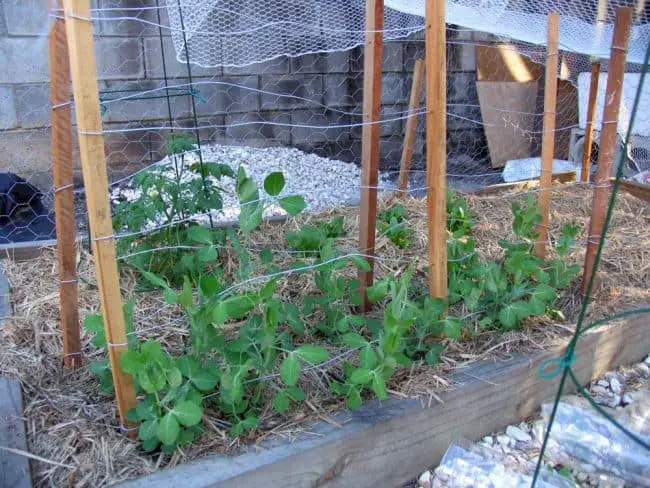 How to make a Trellis for Peas