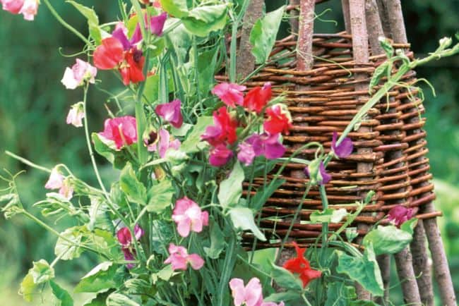 DIY Pea Trellis