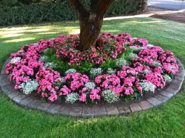 Pink Annual Flowers 