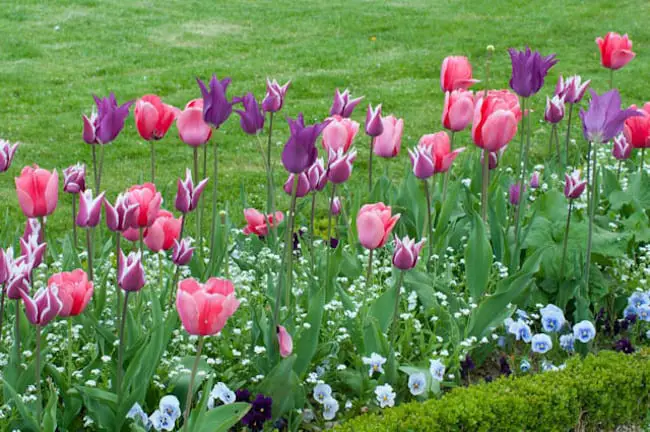 Pink Annual Flowers 