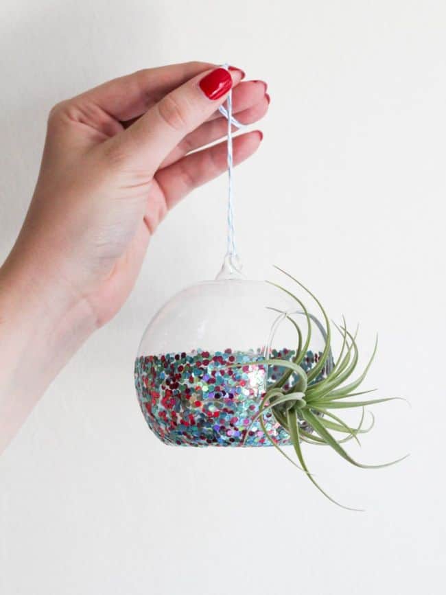 Air Plant Display Ideas