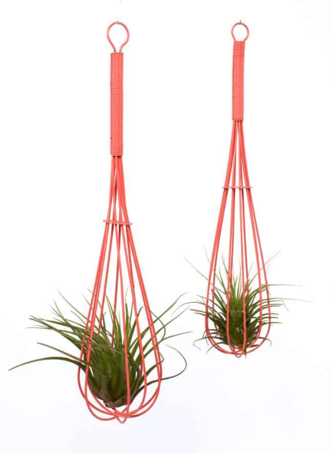 Air Plant Display Ideas