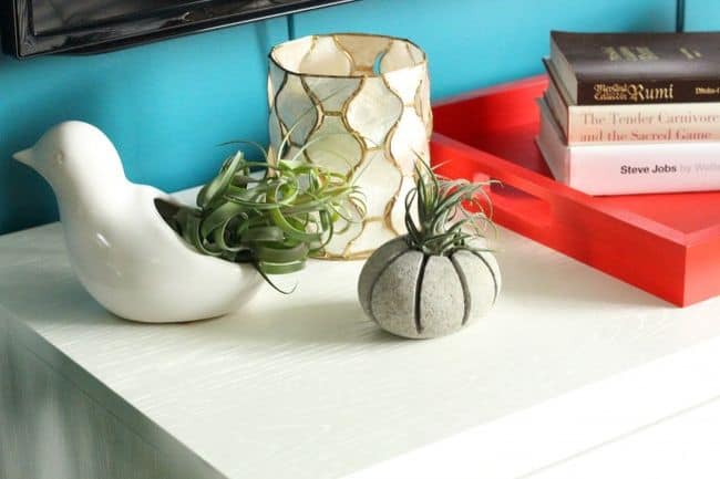 Air Plant Wall Holder