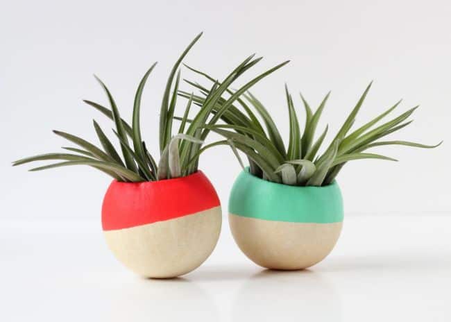 Air Plant Holder Ideas