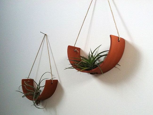  How to hang Air Plants