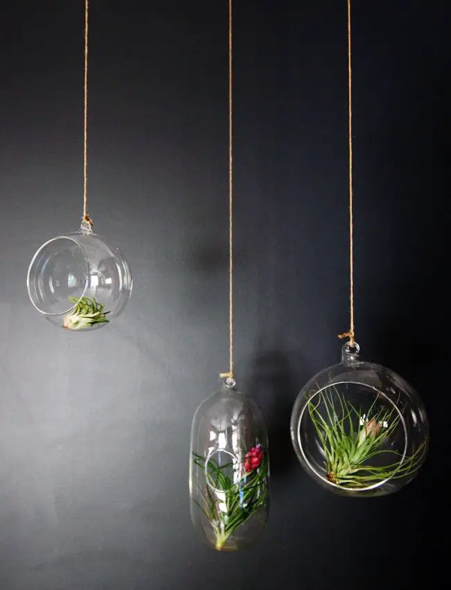 How to hang Air Plants