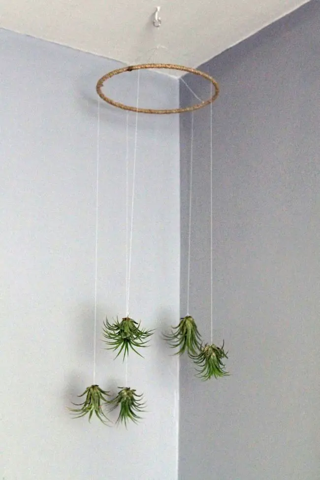 Air Plant Display Ideas