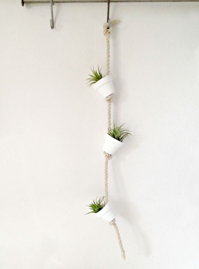 How to hang Air Plants