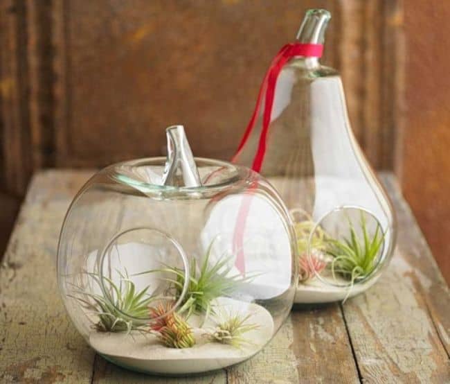 How to hang Air Plants