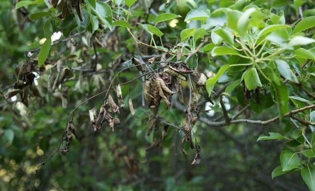 How to apply neem oil to plants