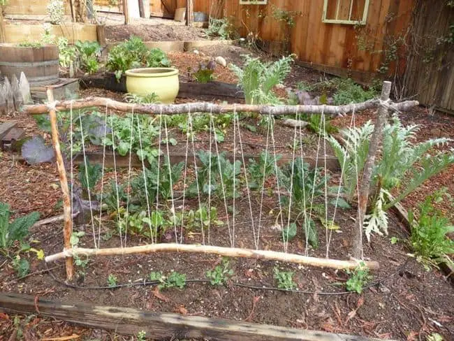 Pea Trellis Ideas