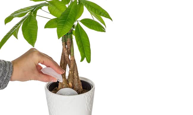 grow money tree