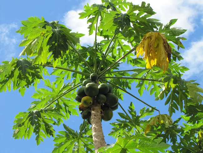 How To Grow Papaya