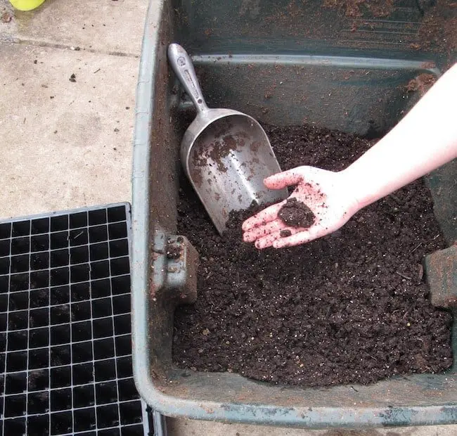 growing papaya from seed