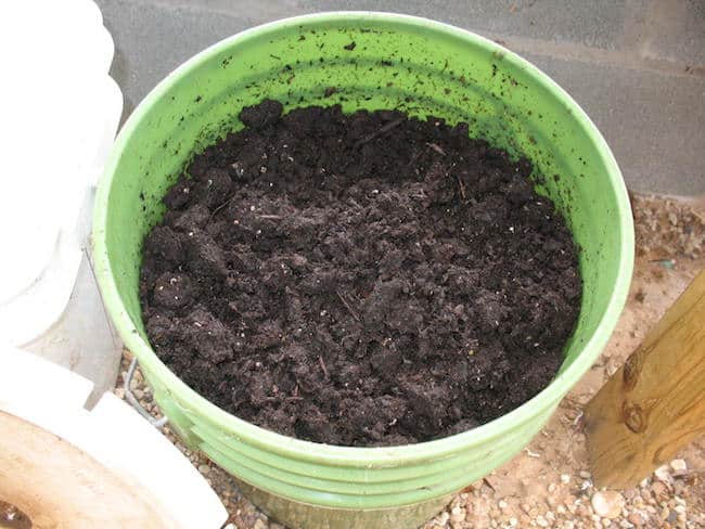 growing papaya from seeds