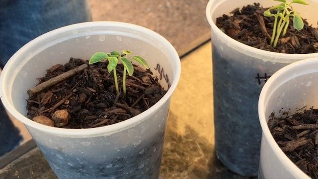 growing papaya from seeds