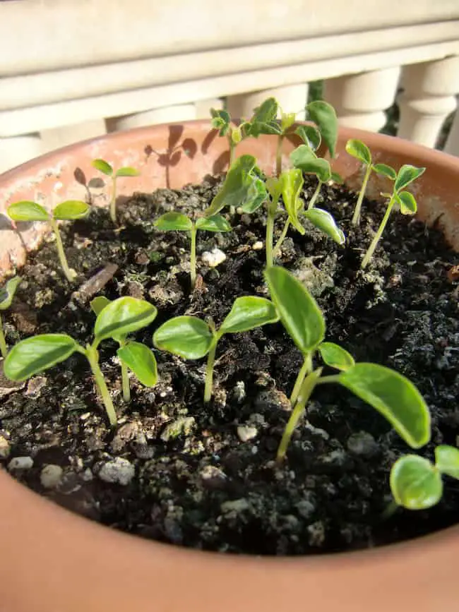 growing papaya tree