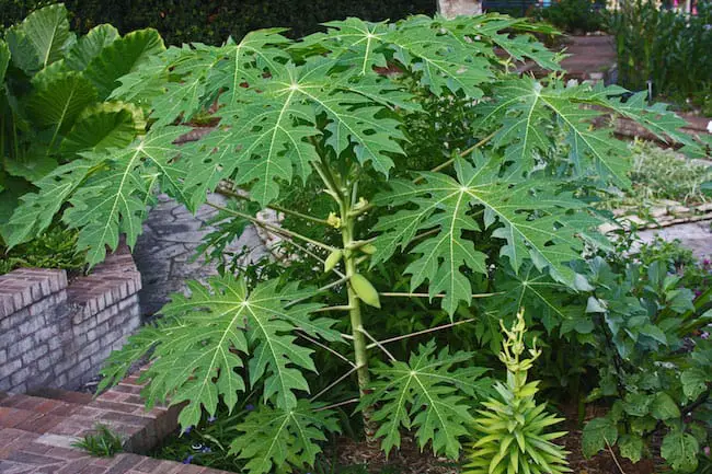 growing papaya tree