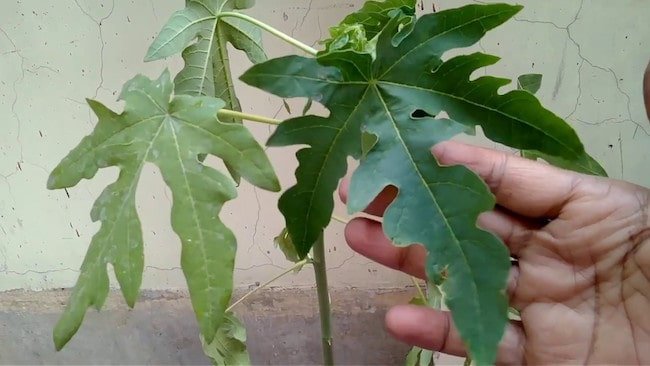 How To Grow Papaya
