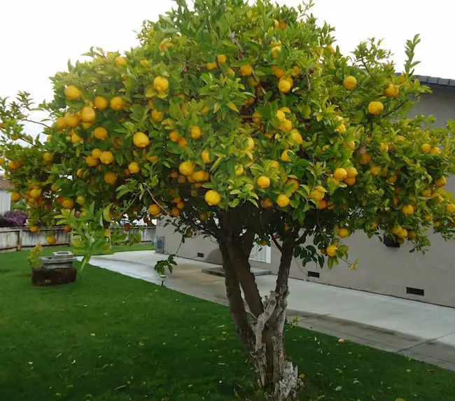 how to grow lemon tree