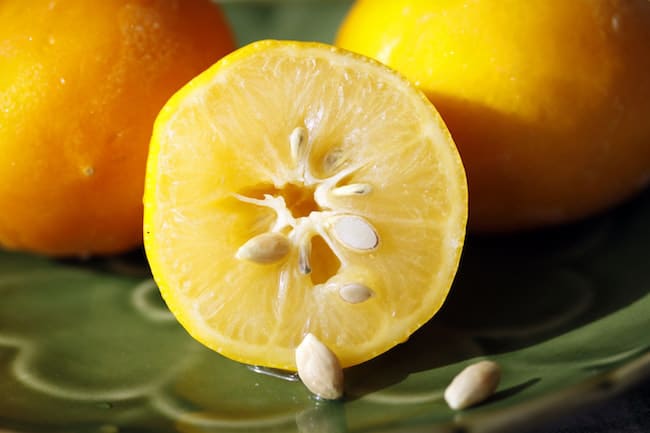 grow lemon from seeds