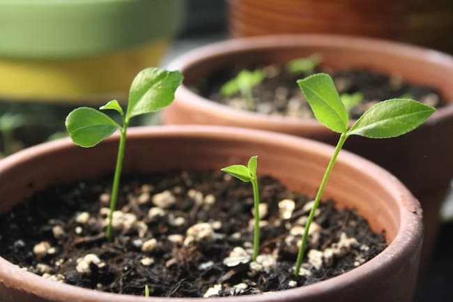 growing lemon tree from seed