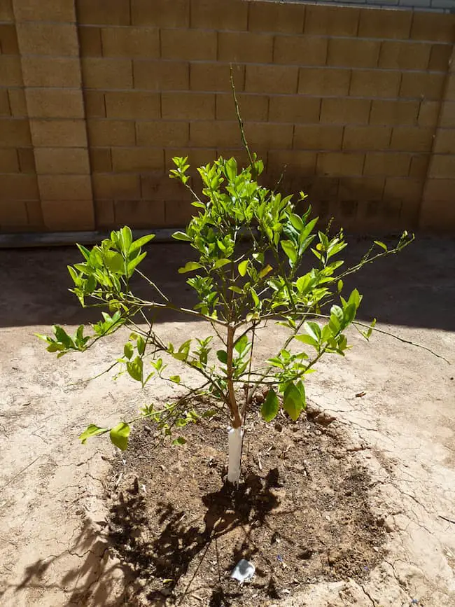 grow lemon tree