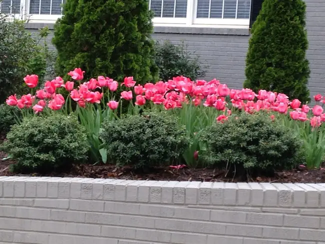 Pink Annual Flowers 