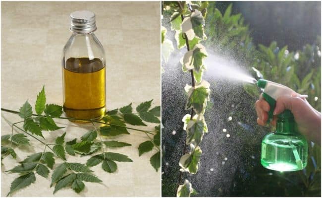 How to apply neem oil to plants