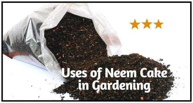 How to apply neem oil to plants