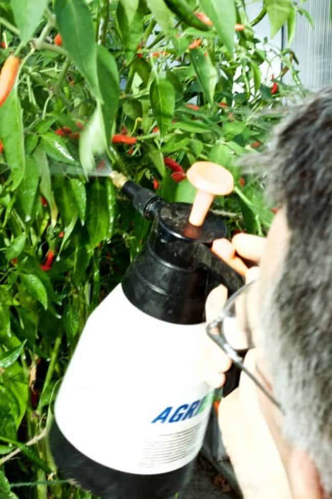 Neem Oil For Pest Control in Gardening