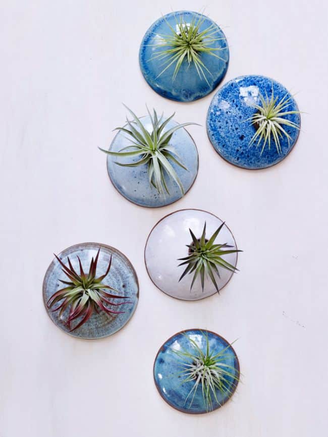 Air Plant Display Ideas