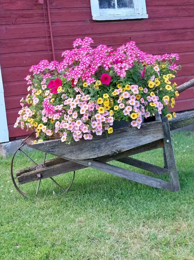 Pink Annual Flowers 