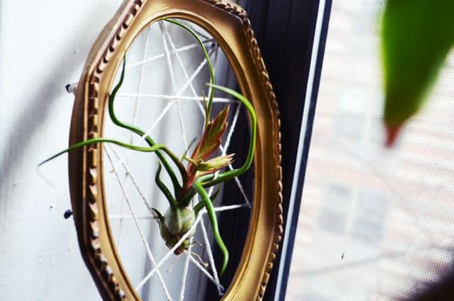 Air Plant Holder Ideas