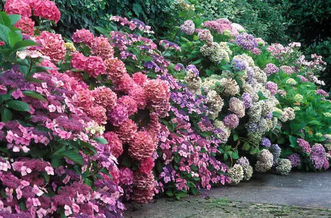 Pink Annual Flowers 