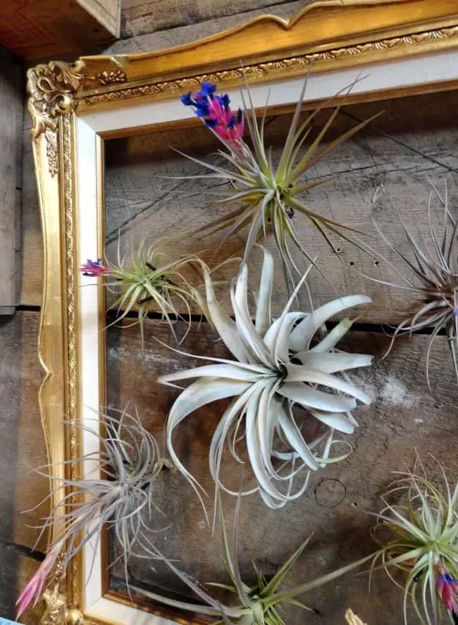 Air Plant Wall Art