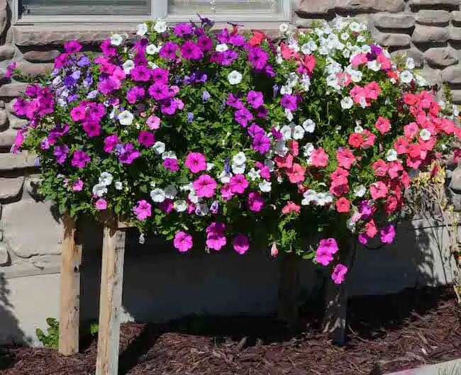 Pink Annual Flowers 