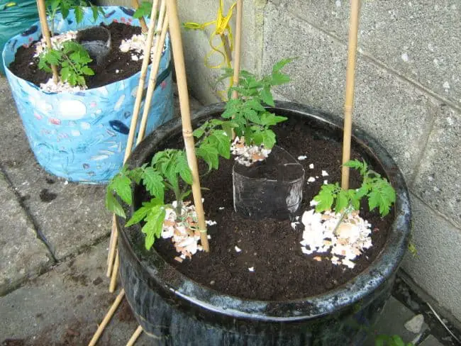 Container Gardening Hacks