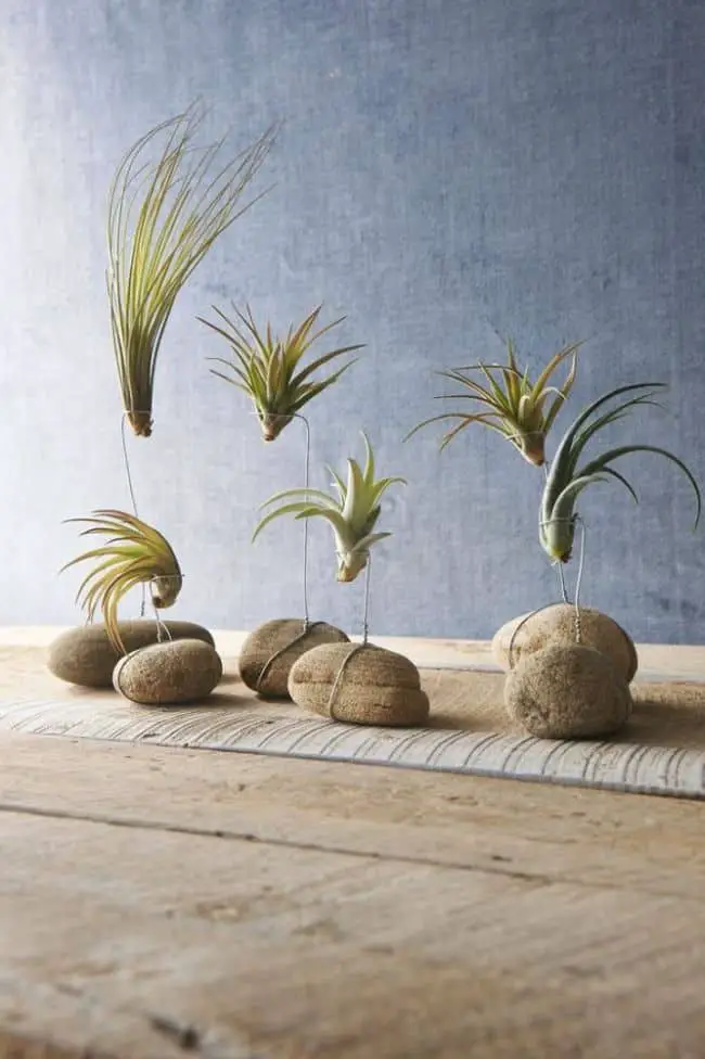 Air Plant Display Ideas