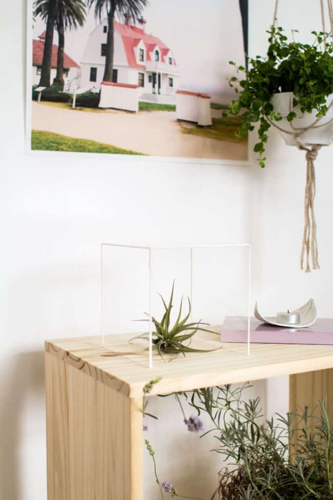 Air Plant Display Ideas