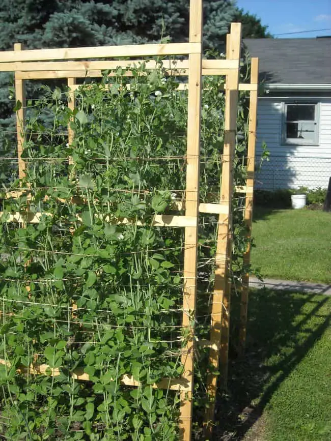  How to make a Trellis for Peas